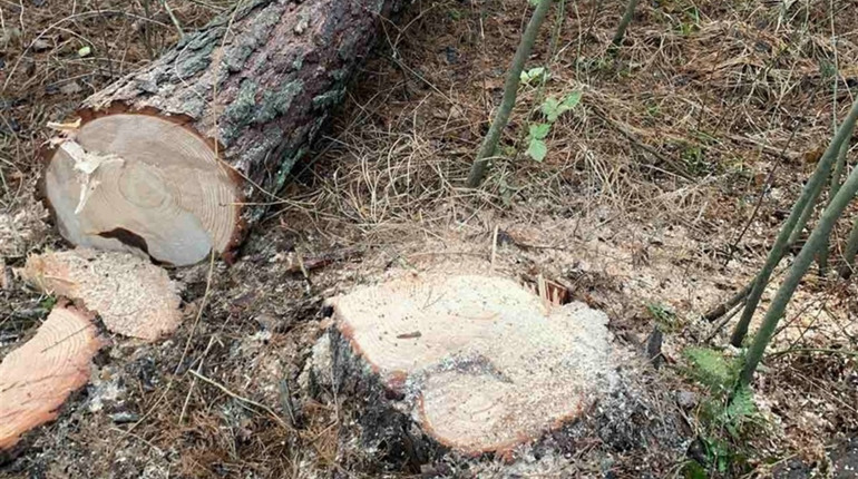 У селі Сопачів піймали шістьох чоловіків, які незаконно спиляли 14 сосен 