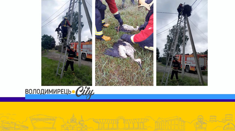 В Зелениці рятували лелек