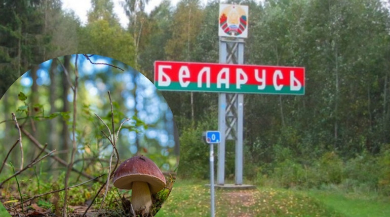 По гриби до сусіда: жителям прикордонних сіл на Сарненщині спростили перетин кордону з Білоруссю