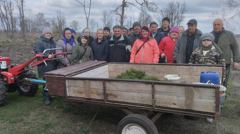 Відновлення лісу: дванадцять тисяч сосен висадили жителі Пристрім на Переяславщині