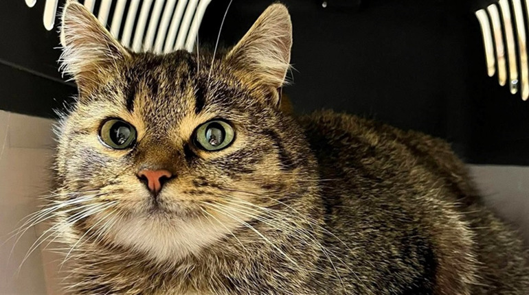 У Барі безпритульні тварини чекають на дім: подаруй їм тепло і любов