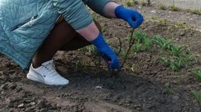 У Тимонівському ліцеї прибирають пришкільну територію від сухостою та порослі