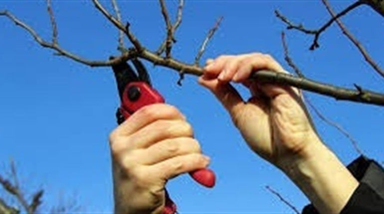 Обрізка дерев навесні: важливі поради