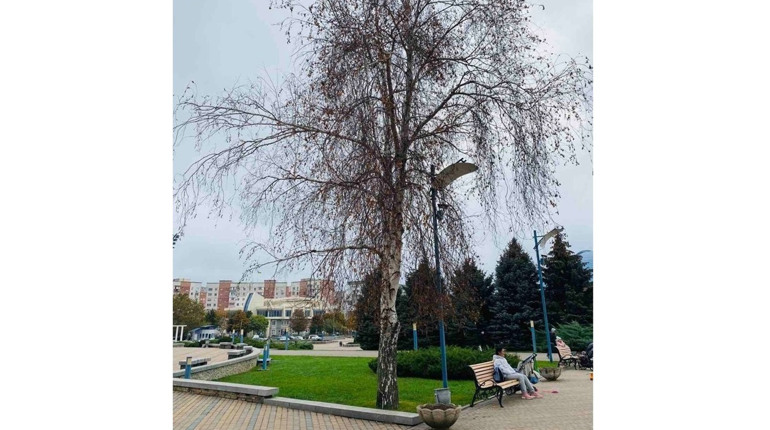 Стало відомо, як у Южному перевтілять засохшу в середмісті березу