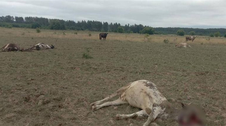 Від ворожих обстрілів з "Градів" постраждала худоба у сусідній громаді