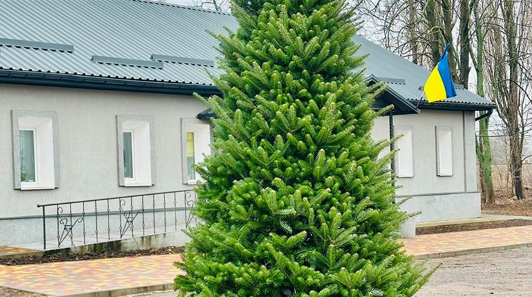 Жива ялинка замість зрубаних: у Кегичівці на центральній площі з’явився новорічний символ громади