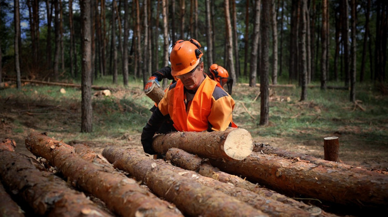 На Полтавщині готують запаси дров до нового опалювального сезону