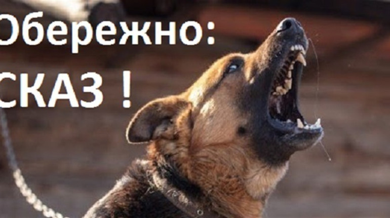 У Славуті запроваджено карантинні обмеження через виявлення сказу у тварини