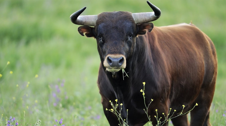 Трагічна ситуація: у Біляївці на сімейну пару напав бик, неофіційно — чоловік загинув