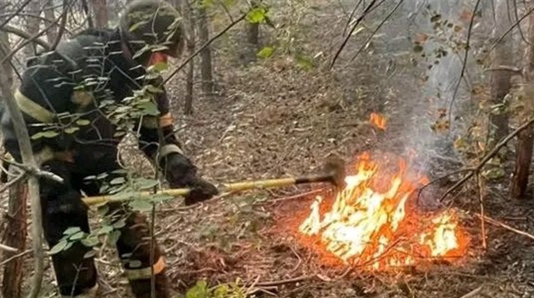 Поблизу Кучерівки горів хвойний ліс: пожежа спричинена обстрілами