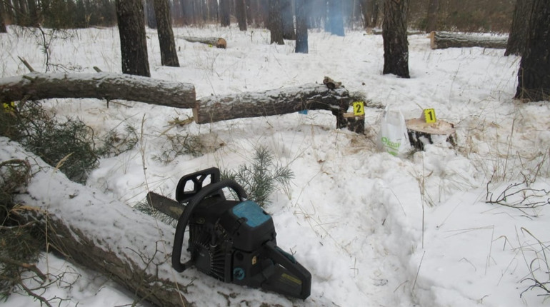 На Шосткинщині поліція затримала чоловіка за самовільний вируб сосен