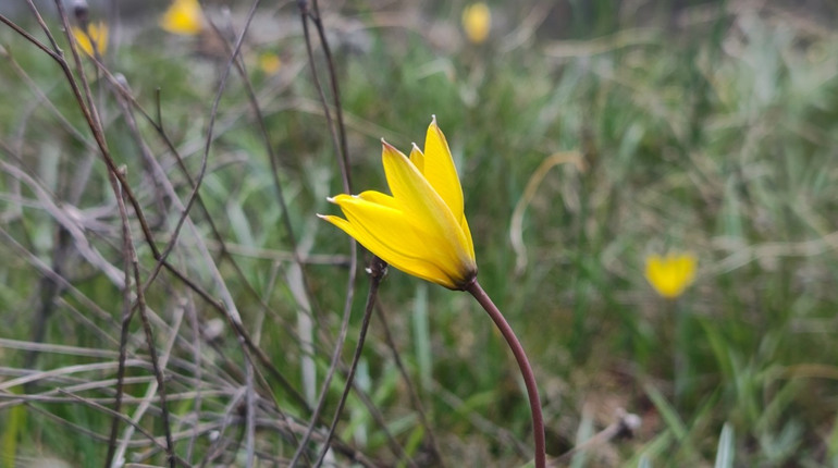 На Первомайщині квітнуть червонокнижні бузькі тюльпани. Фото, відео та спогади про ці рідкісні квіти