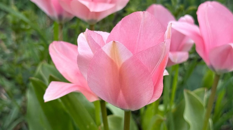 Тюльпановий бум у Первомайську: місто без туристичних маршрутів, але з тисячами квітів