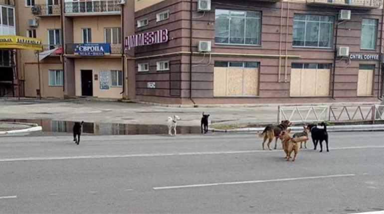 У Новій Каховці й Таврійську окупанти масово труять безпритульних тварин