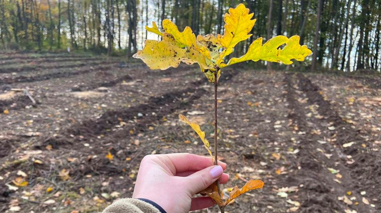 На Кременеччині садять ліс