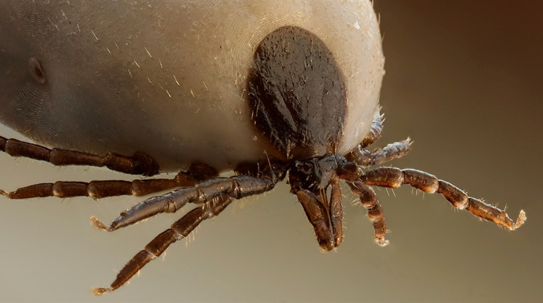 Не лише ліс: де насправді чекають кліщі і чому це небезпечно