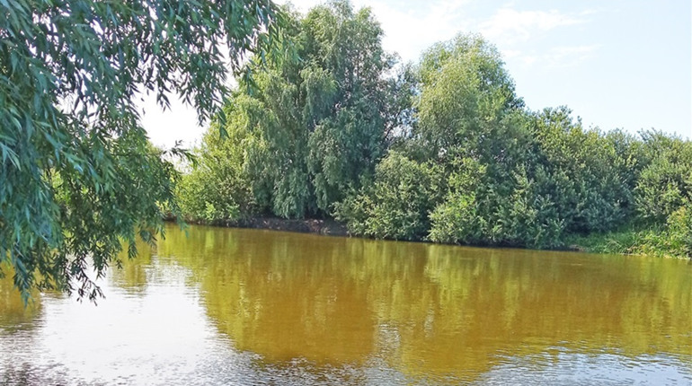 День води. Гідрологи розповіли, чому висихають малі річки і болота на Поліссі, і як з цим боротися