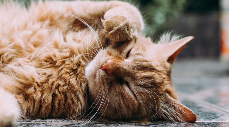Плюсы корма для кошек Royal Canin