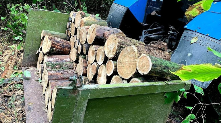 На Смілянщині чоловік незаконно вирубував дерева: його спіймали та виписали штраф
