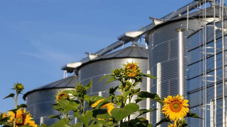 Бізнес із переробки соняшника, чому продавати сировину — це дорога в нікуди