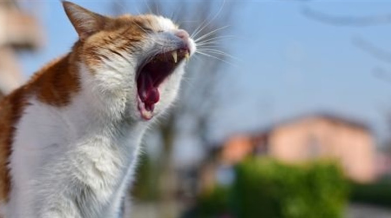 У Біляївці виявили 2 випадки сказу у домашніх котів: небезпека для людей в тому, що вакцини обмаль