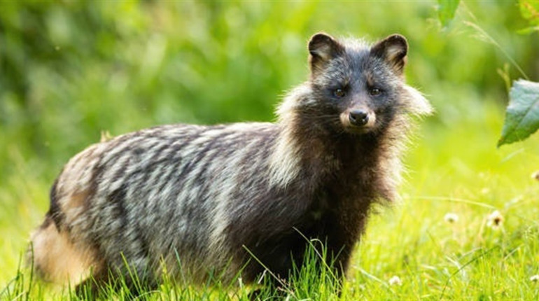 Єнотовидний собака, хворий на сказ, забіг у двір на Звягельщині