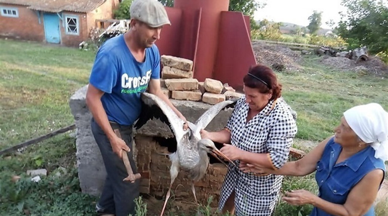 У Гущинцях люди врятували лелеку: витягли птаха з димаря