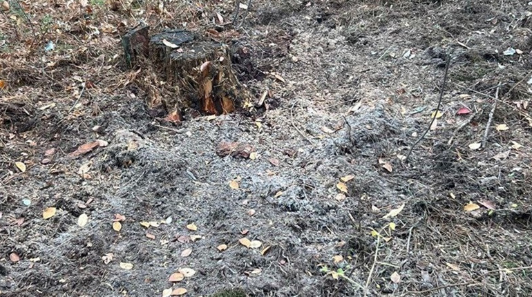 Трагедія у лісі. Двоє підлітків травмовані внаслідок вибуху БПЛа