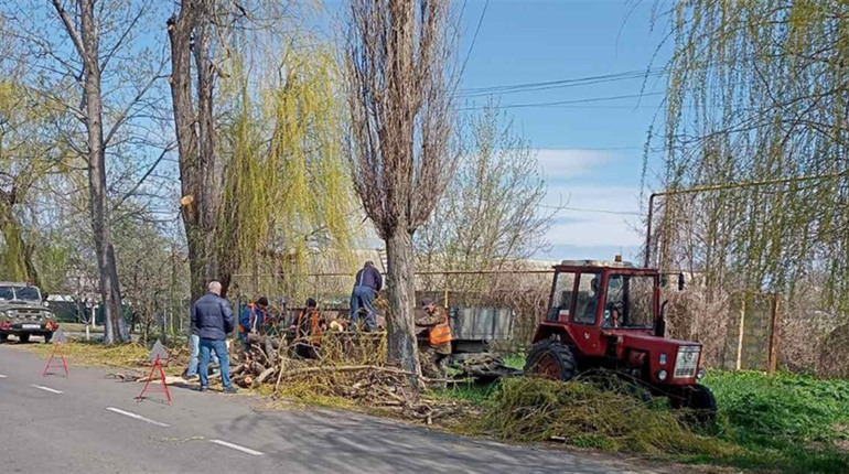 Плануєте висадити дерево біля будинку? Біляївська інспекція нагадує кілька важливих правил