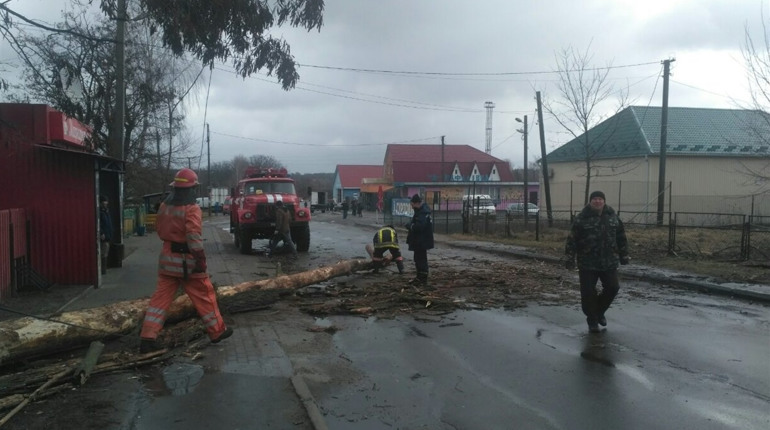 Рафалівські рятувальники 10 березня звільняли проїжджу частину дороги від поваленого вітром дерева