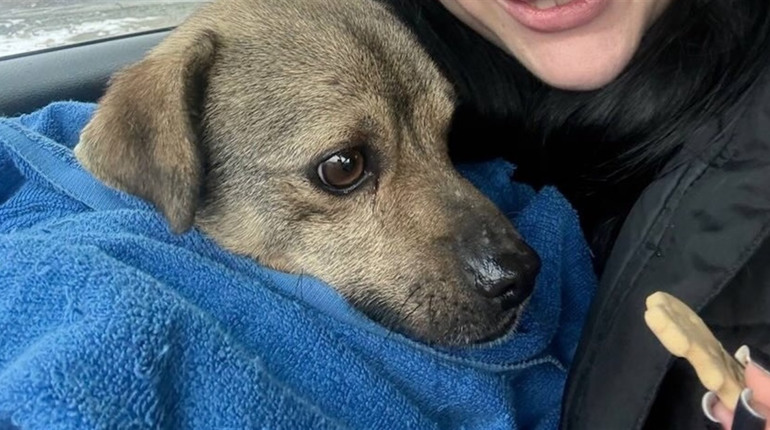 Поліція Ізмаїла вилучила собаку, скинуту зі схилу, у власників та передала зооволонтерам