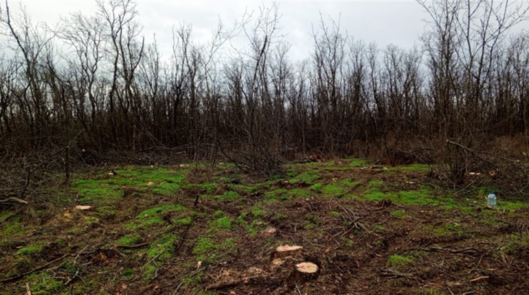 Понад 1 млн грн збитків: у П’ятихатській громаді незаконно зрубали 150 дерев