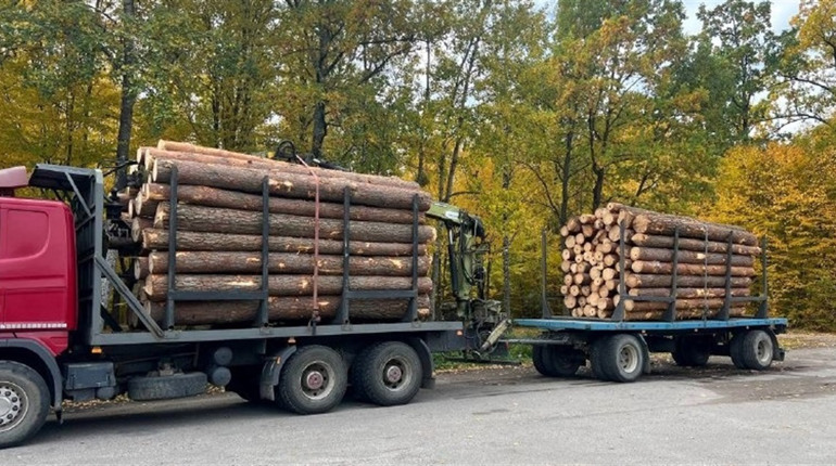 У Сарненському районі з незаконною деревиною зупинили перевізника з Прикарпаття