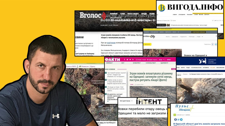 І хто тут скажений хижак: як 9 вовків могли знищити 200 овець — перевірка фактів, яку ми не зробили