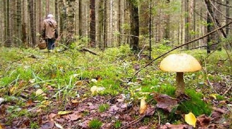 90-річний грибник заблукав у лісі: шукали односельці, поліція, службовий пес