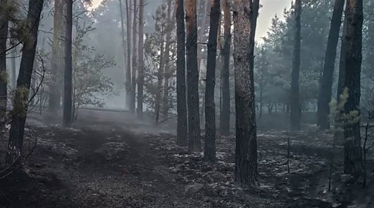 На півдні України розпочався пожежонебезпечний період: лісівники закликають бути обережними