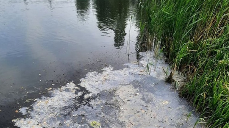 Білі плями на воді Графського озера: звідки вони беруться. Відео