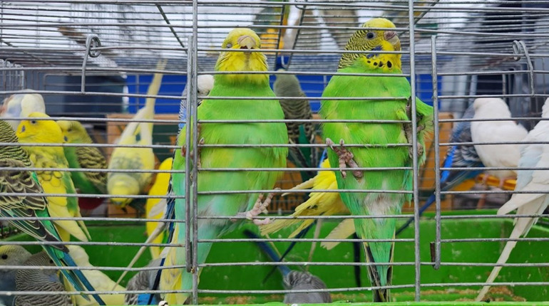 Голуби, папужки, кролики і ще багато цікавого: фоторепортаж із Грушівського ярмарку