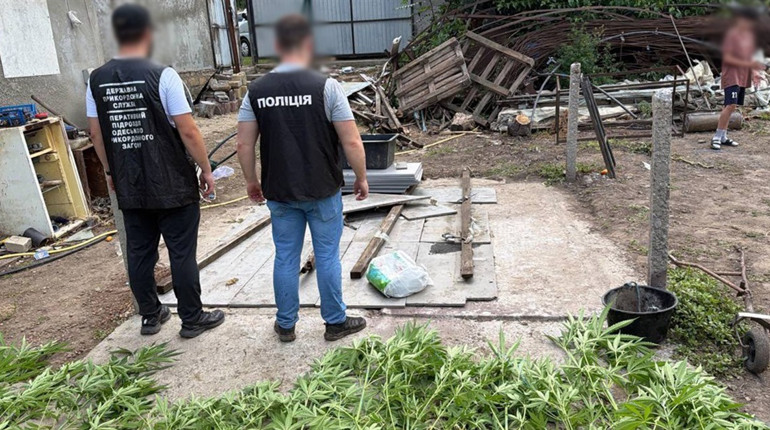 Спецоперація «Джентльмени» на Одещині: вилучили тисячі кущів конопель та 35 кг канабісу