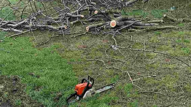 Сокира замість дозволу: під Мигією виявили понівечену лісосмугу
