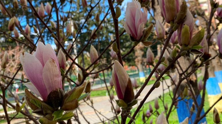 Фотофакт: біля барського ліцею №1 почали цвісти магнолії