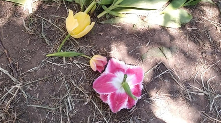 Любителі селфі витоптали галявини з квітами та зламали кілька тюльпанів у херсонському ботсаду