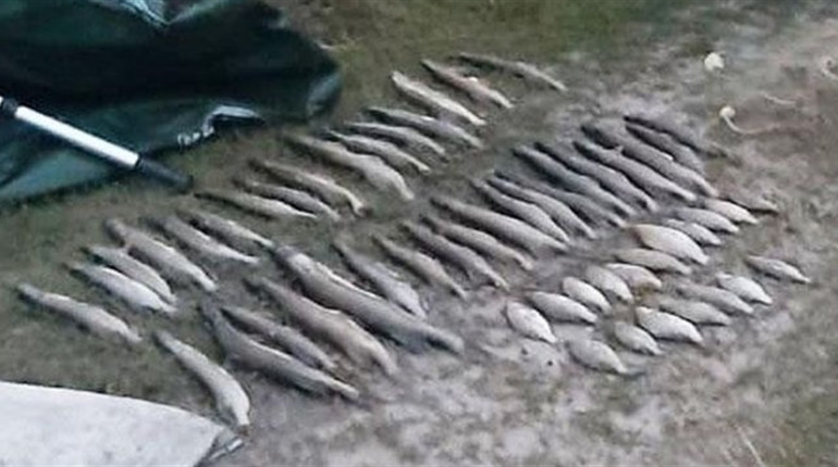 На 150 тис. гривень наловили риби браконьєри з Менщини