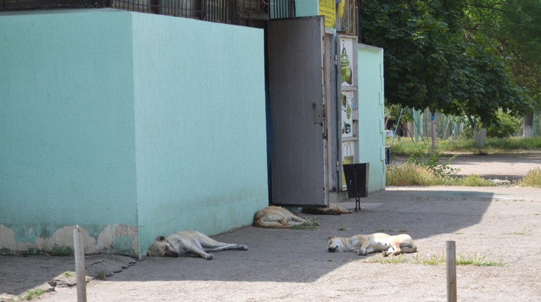 Хто відповідає за безпритульних собак в Южноукраїнську?