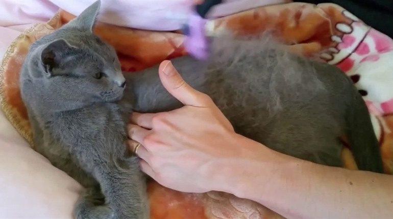 Линяння у котів: норма чи сигнал про проблеми