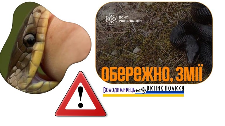 Чоловіка з Зарічненської громади вкусила гадюка