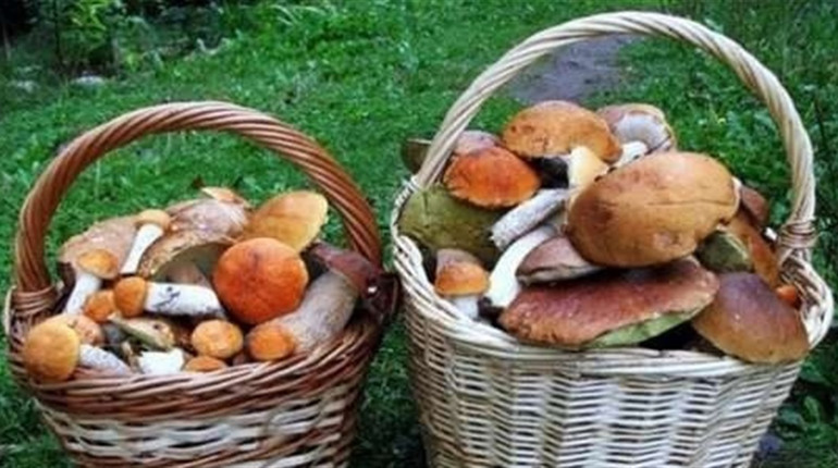 Поради для грибників : які гриби їстівні , а які отруйні та що робити при отруєнні грибами