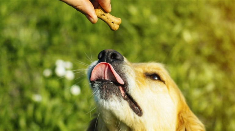 Чому ласощі для собак – не просто «винагорода»