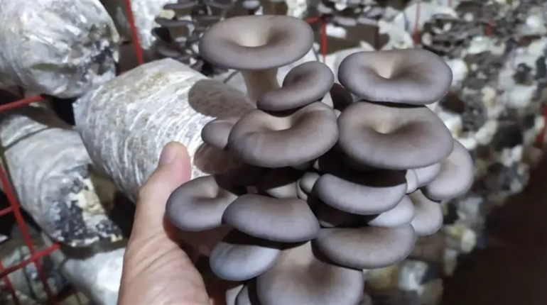 Міцелій для професійного і домашнього грибівництва