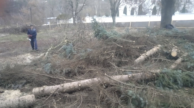 Ялинки на майбутній площі у Кременці зрізали